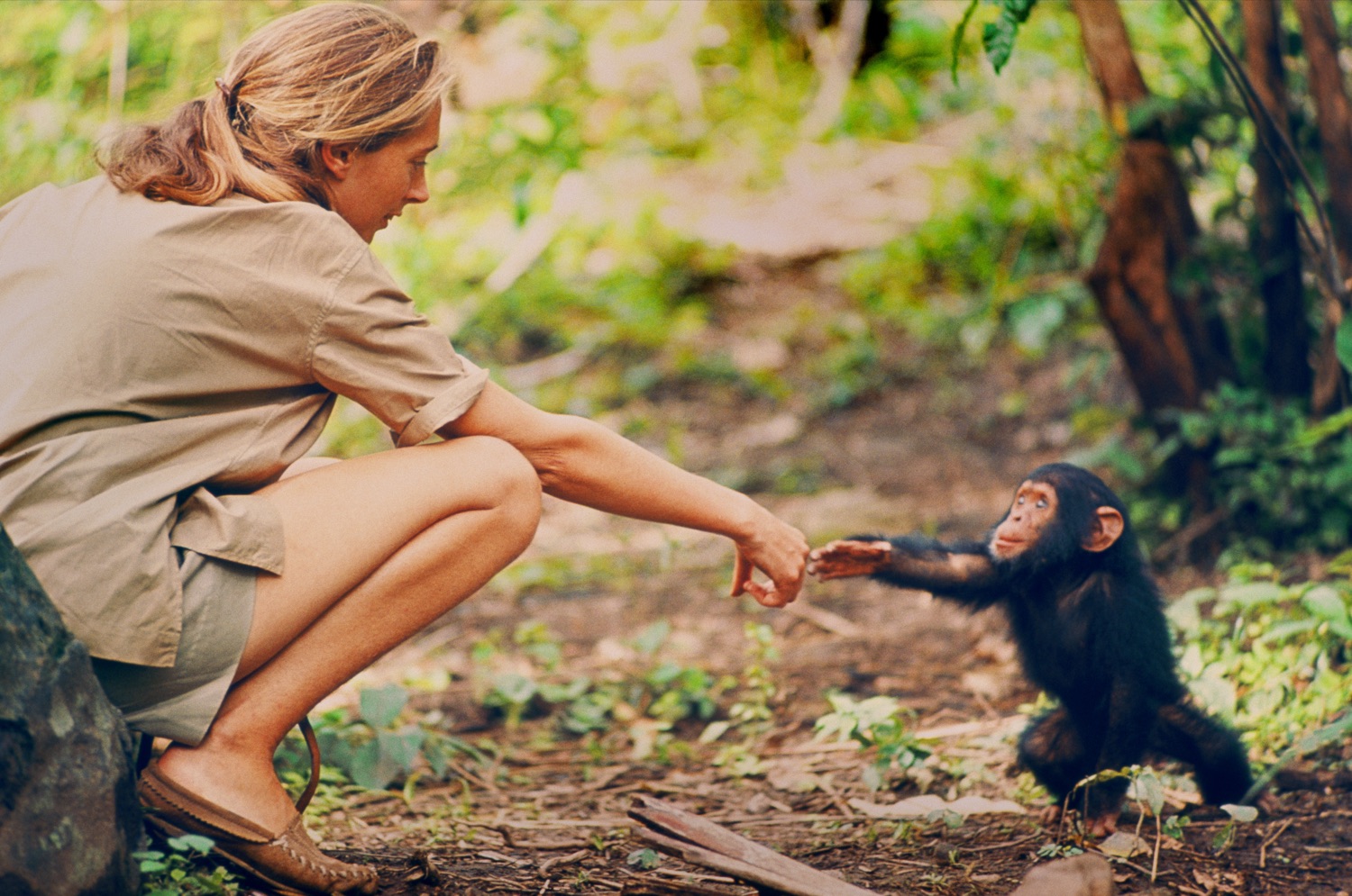 Photo of Jane Goodall by Hugo van Lawick